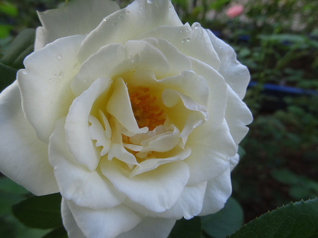6white29091101 (2) (1280x960)