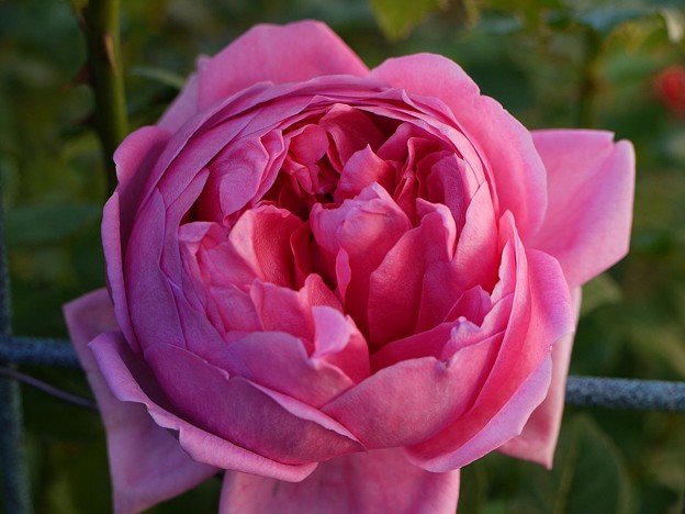 5rosep29121201 (1) (1280x960)
