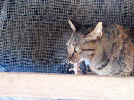 猫と鼠