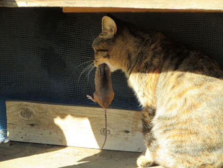 猫と鼠