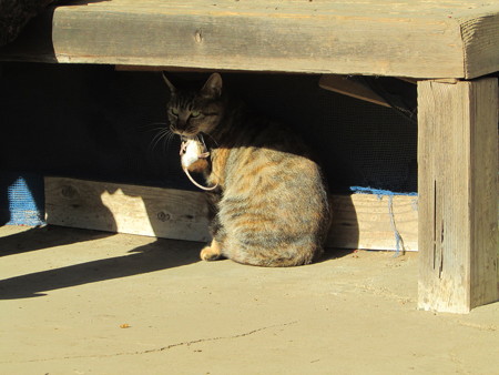 猫と鼠