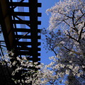 Photos: 桜と線路