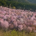 Photos: 惜春の色彩