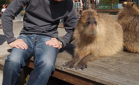 カピバラ