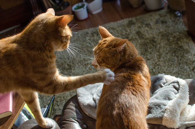 あんちゃんが、あの仔猫をちゃんとしつけないから、、