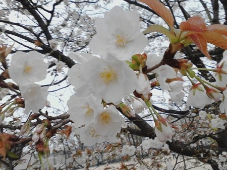2018.4月 八重桜