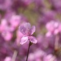 主張する花