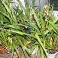 後続部隊の蕾が出てきました！