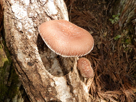UZ0412 (44)