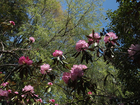 P4280075