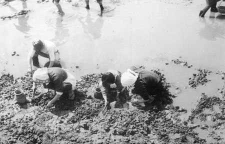櫛津貝掘り 1961-2
