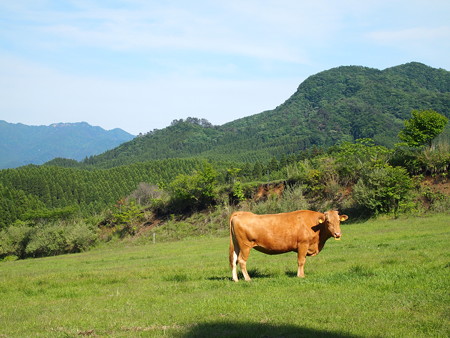 P5281326
