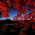 秋といえば紅葉ライトアップ