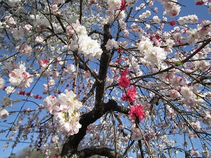 青空と花