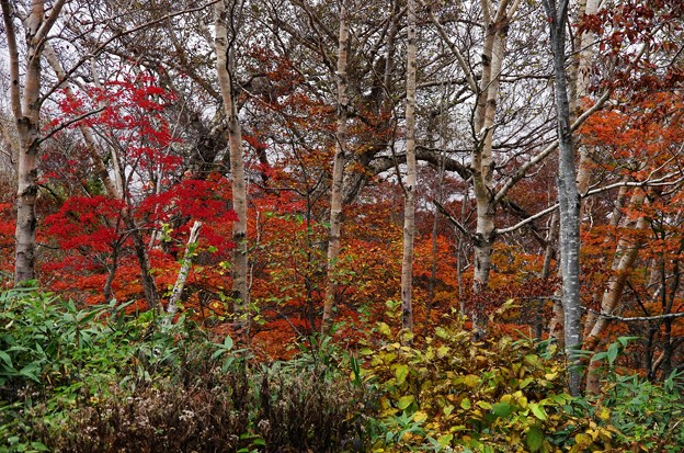 写真00099