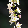 Photos: 庭梅（小梅桜）の花（１）
