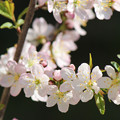 Photos: 庭梅（小梅桜）の花（２）　満開に