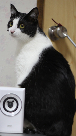 開けてくれニャイの?