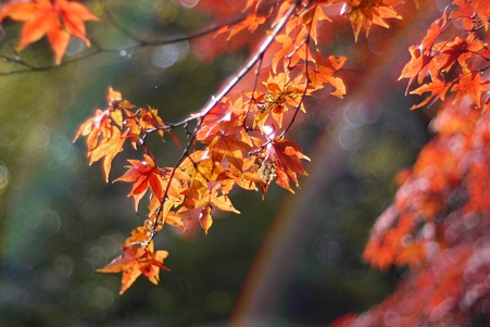 六義園 紅葉裏の虹