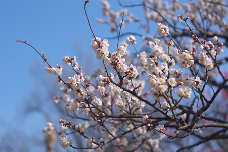 向島百花園 白梅に、淡く色をまじえて