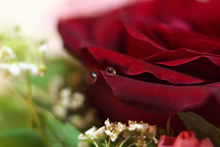 薔薇と雫(2)