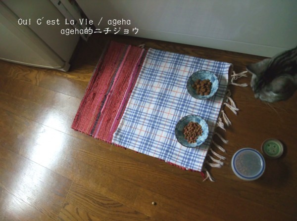 食事中の猫は、地震に驚くと