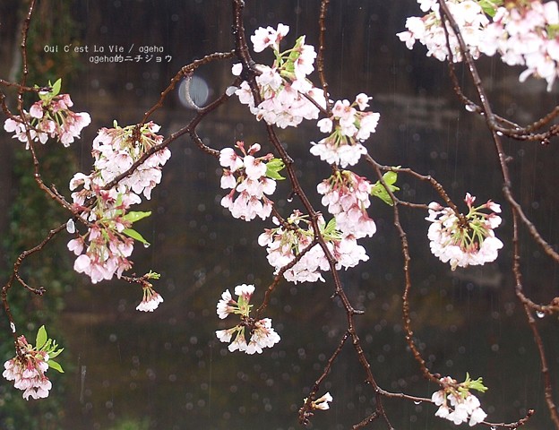ケの日桜。