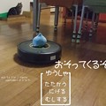 Photos: 猫とルンバとスライムと３