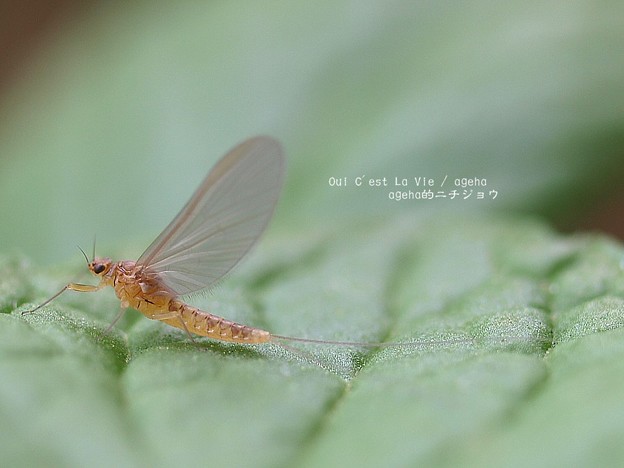 メスはターバン無しで可愛い シロハラコカゲロウ メス成虫 写真共有サイト フォト蔵