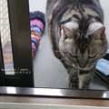 飽きた。