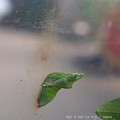 Photos: 蛹。（ナガサキアゲハ）