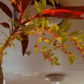 ムラサキシキブ満開。満実？（チャバネセセリ飼育）