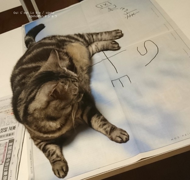 Sがヒモに見えた猫。（新しい地図）