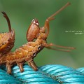 すぐ戻ってくる。（バイバラシロシャチホコ 幼虫）