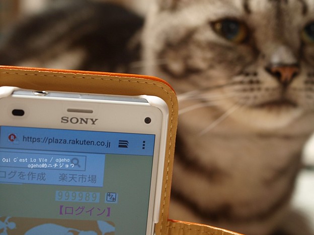 祝1000000アクセスありがとう。（ageha的ニチジョウ）
