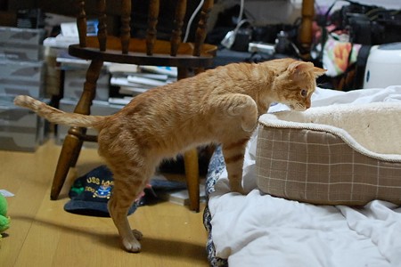 2010年12月11日の茶トラのボクちん(6歳)