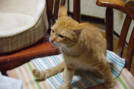 2011年01月08日の茶トラのボクチン(6歳)