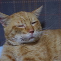 Photos: 2010年01月21日の茶トラのボクチン(５歳)