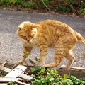 Photos: 2012年01月21日の茶トラのボクチン(７歳)