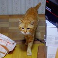 Photos: 2011年02月22日の茶トラのボクチン(６歳)
