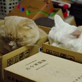 Photos: 2017年12月23日のスコちゃん(雄4歳)とシロちゃん(雌4歳）
