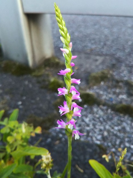 Photos: 今季初！