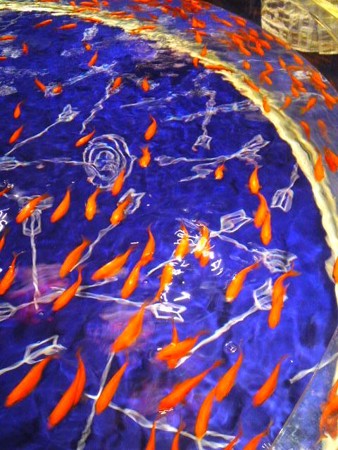 金魚の魚群