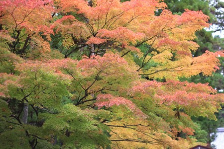 瑞巌寺、紅葉。