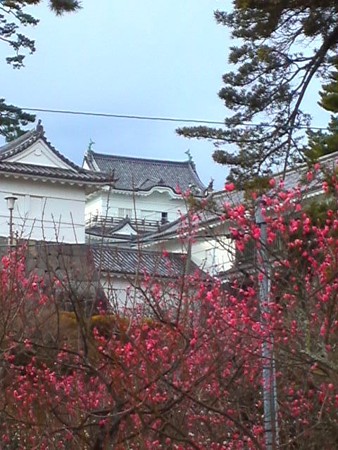 梅と小田原城