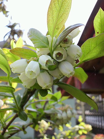 Blueberry