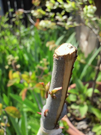 Juneberry