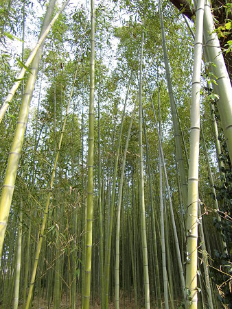 竹林