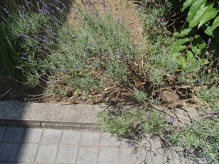P6102738