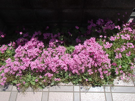 P6102734